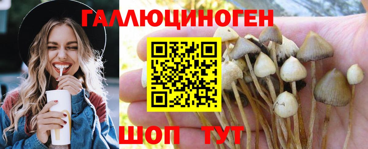 Галлюциногенные грибы Cubensis Черкесск